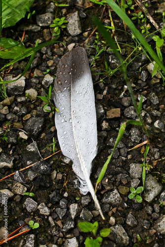 Gray Feather with Dew Drops on Forest Floor Close-Up photo