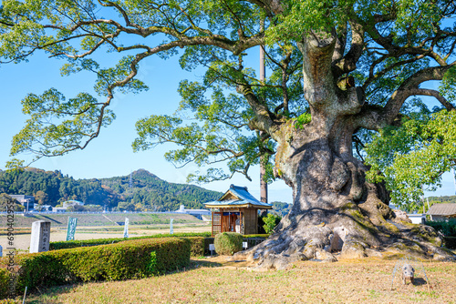Fotografie 秋の川古の大楠　佐賀県武雄市　Kawago Large camphor tree in autumn