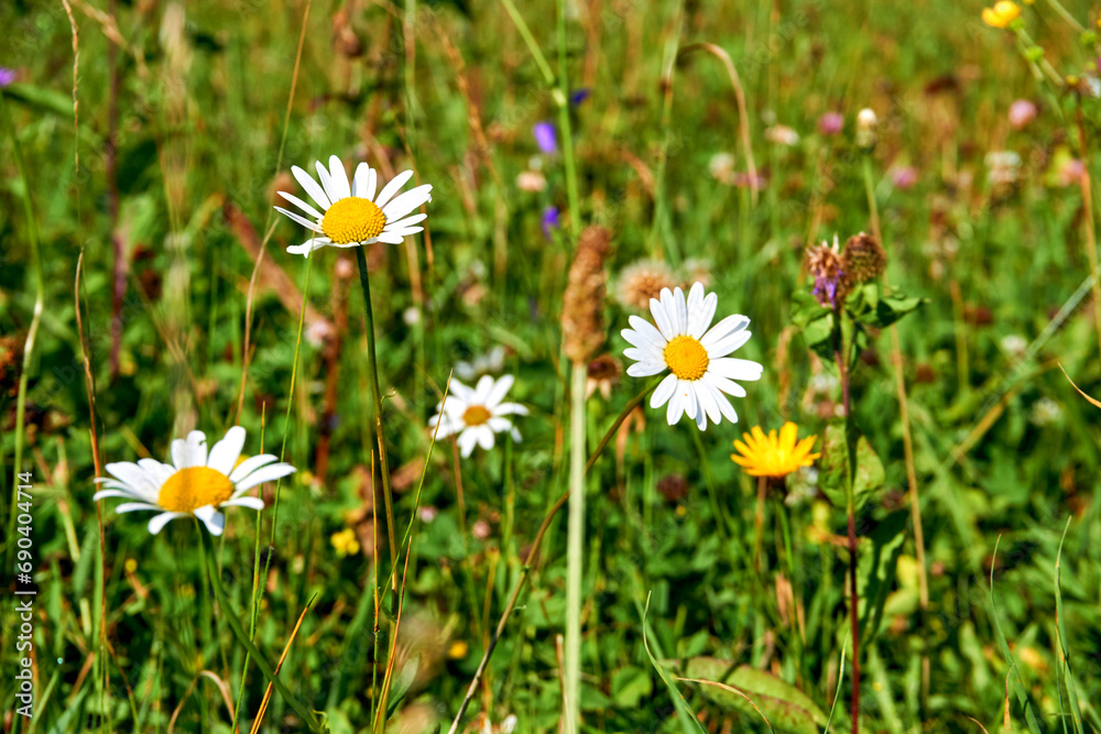 Medicinal useful herbal chamomile flowers on a green summer meadow Medicinal useful herbal chamomile flowers on a green summer meadow