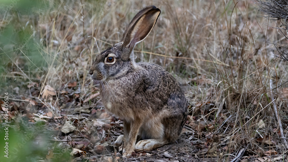 Fototapeta premium A Jackrabbit in the brush hiding