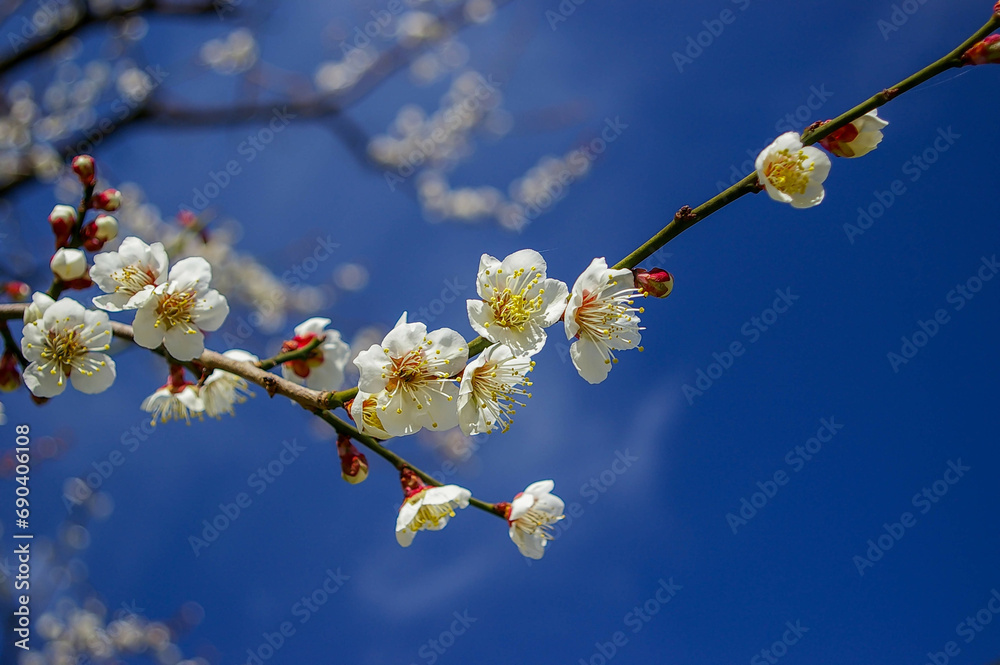白い梅の花と蕾のクロースアップ、青空背景、横構図 白い梅の花と蕾のクロースアップ、青空背景、横構図