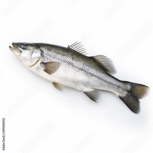 A fresh sea bass fish isolated on white background. Sea bass fish. Generative Ai