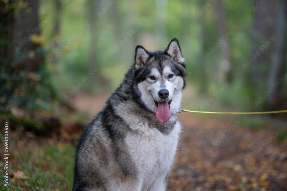 Un chien de race husky dans la nature Un chien de race husky dans la nature