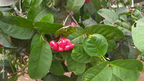 fresh red water guava indonesian local herritage fruits