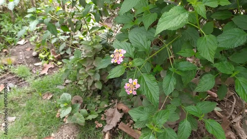 beaitiful pink Lantana camara flowers in the mountain forest garden jungle