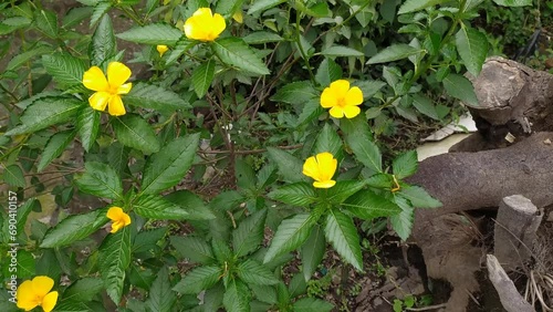 beautiful Turnera yellow flowers in the mountain forest
