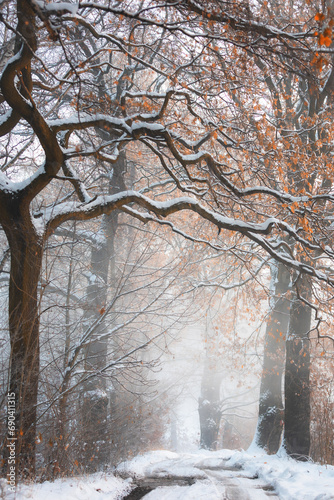 Zimowa aleja wśród drzew, mglisty świt