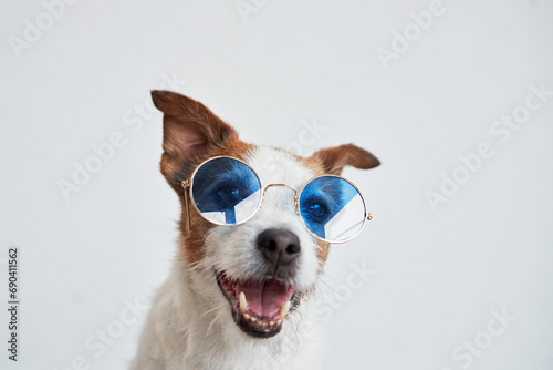 Fototapeta Naklejka Na Ścianę i Meble -  Jack Russell Terrier dons blue sunglasses. The dog joyful expression shines through the whimsical accessory