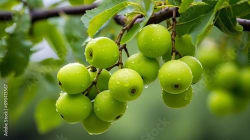 Green fruit on a tree branch