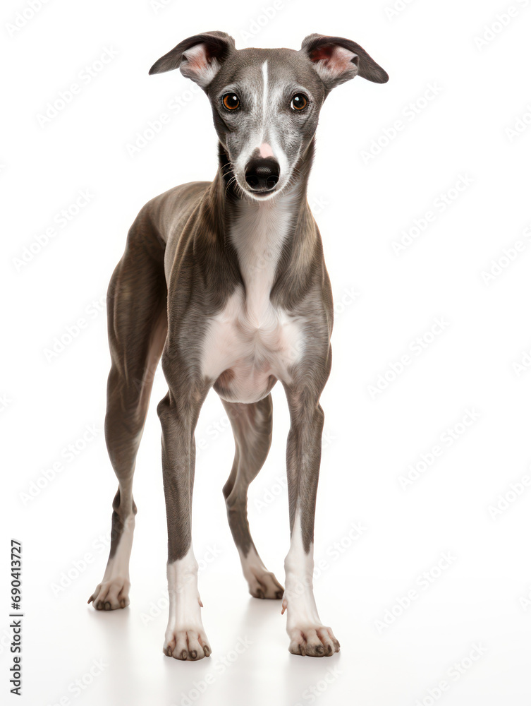 Whippet Dog Studio Shot Isolated on Clear Background, Generative AI Whippet Dog Studio Shot Isolated on Clear Background, Generative AI