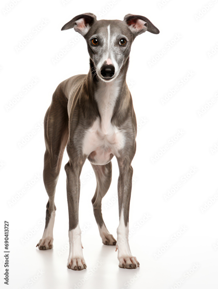 Whippet Dog Studio Shot Isolated on Clear Background, Generative AI