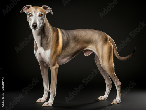 Whippet Dog Studio Shot Isolated on Clear Background  Generative AI