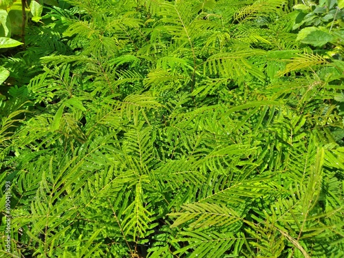 green fern leaves and tree seedlings for sustainable reforestation