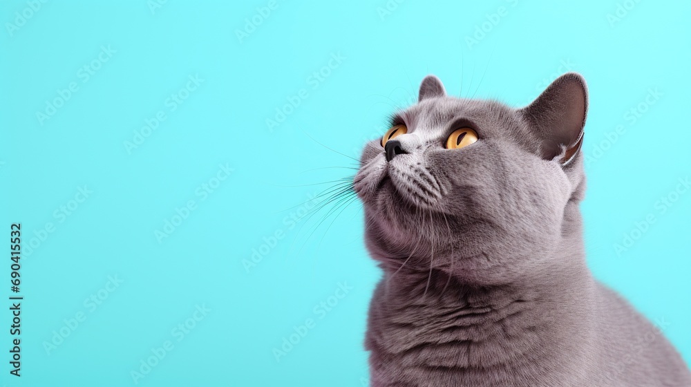 fluffy british cat on light blue color background, pet on colored background with copy space background. Generative AI