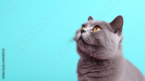 fluffy british cat on light blue color background, pet on colored background with copy space background. Generative AI photo