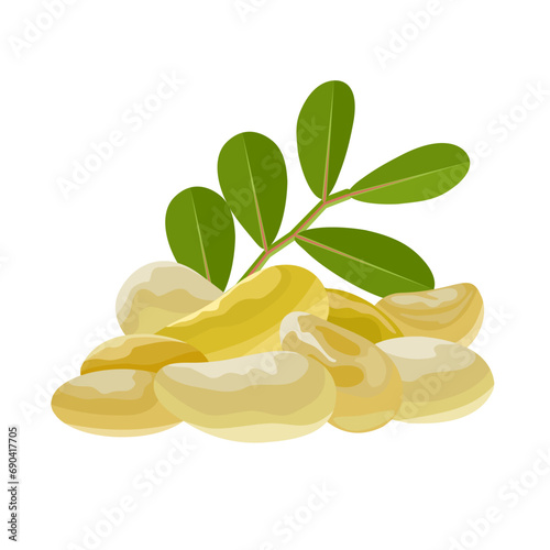 Vector illustration, mastic gum, a resin obtained from the mastic tree or Pistacia lentiscus, also known as tears of Chios, isolated on white background. photo