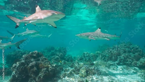 Blacktip reef sharks underwater below water surface in the Pacific ocean, French Polynesia, natural scene, 59.94fps