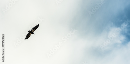 Endangered Californa Condor Soars Across Cloudy Sky Towards Blue photo
