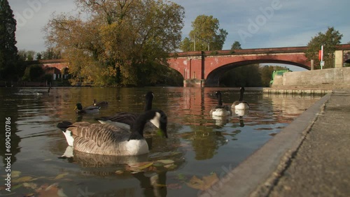 Canada Geese and ducks on The River Thames by Brunel’s Railway Bridge Maidenhead, Berkshire, England, United Kingdom