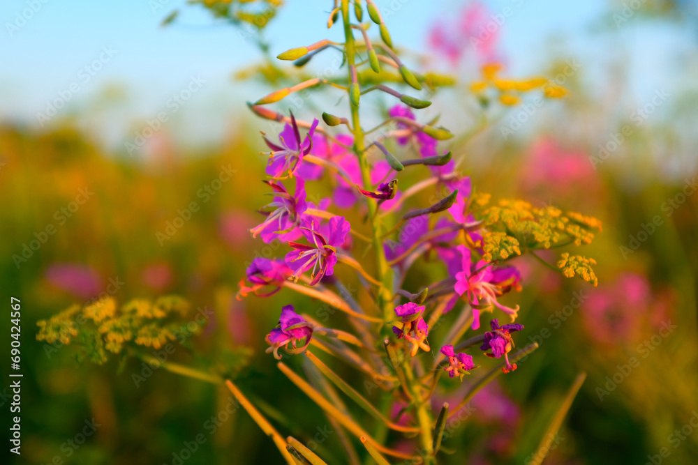 A selective focus of a fireweed flowers. Willowherb inflorescence or Chamaenerion angustifolium for publication, poster, calendar, post, screensaver, wallpaper, banner, cover. High quality photo