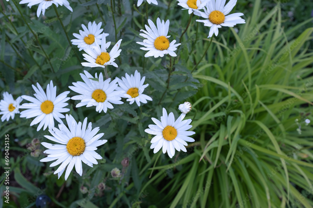 Fototapeta premium Background from blooming daisy flowers. Chamomiles with white petals for poster, calendar, post, screensaver, wallpaper, postcard, banner, cover, website. High quality photo