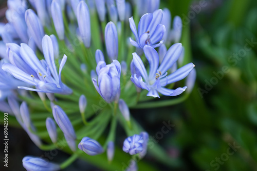 Blue african Lily of The Nile blooming  close-up. Agapanthus Africanus Charlotte for publication  poster  calendar  post  screensaver  wallpaper  cover. Gardening concept. High quality photo