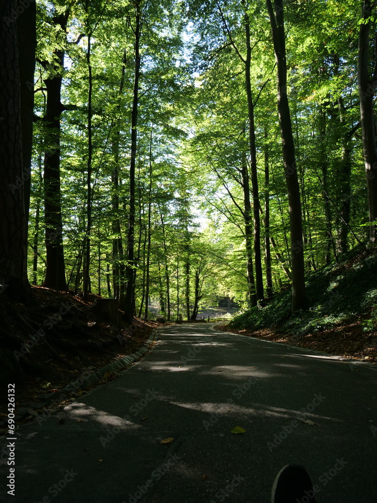 Obraz premium morning in the forest