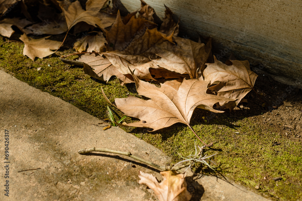 A famosa folha de bordô, que tem uma característica peculiar no outono
