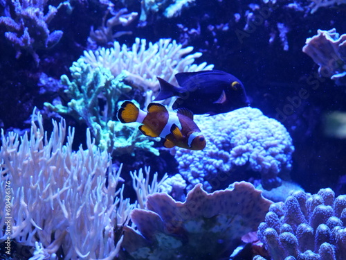 fish in the coral