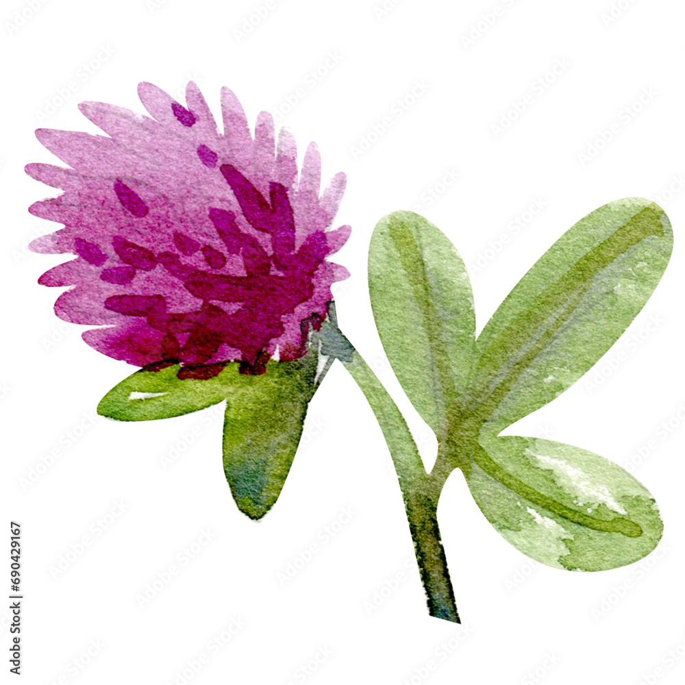Watercolor illuustration of flower sketch Watercolor illuustration of flower sketch