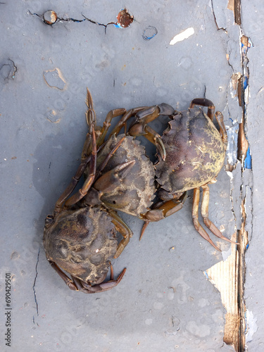 Tre granchi da moleca morti sulla vecchia barca da pesca al molo photo