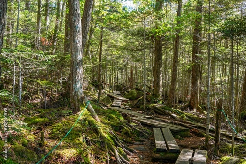 白駒池で見た苔むした森の中の遊歩道の情景