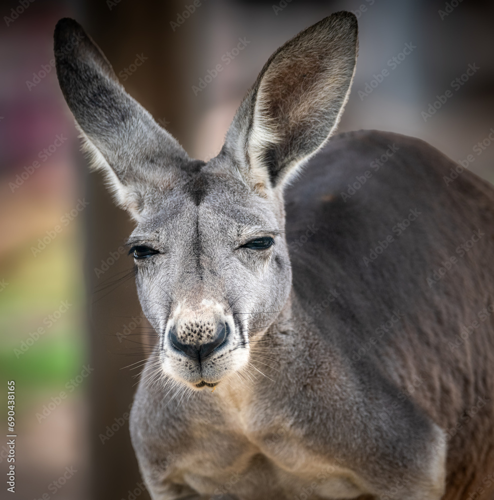 Shifty Grey Kangaroo