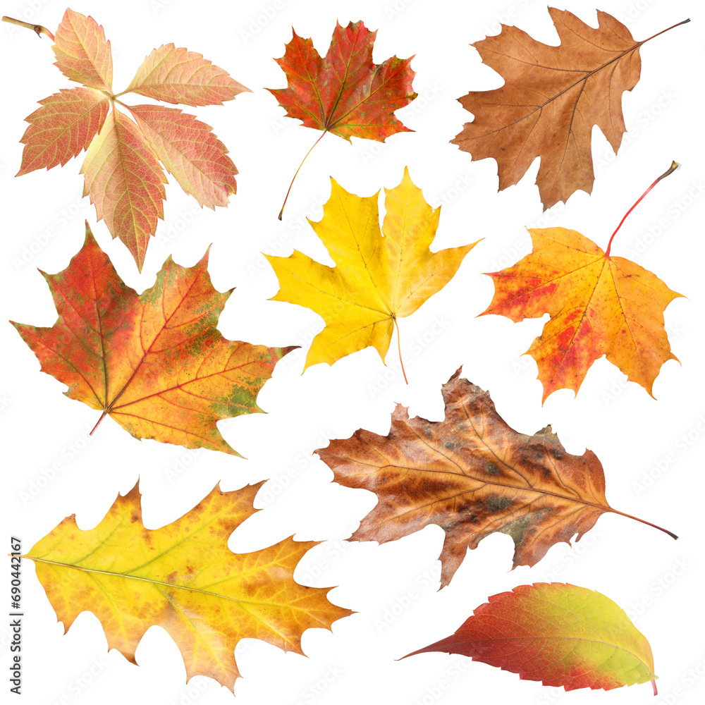 Many different bright autumn leaves isolated on white Many different bright autumn leaves isolated on white