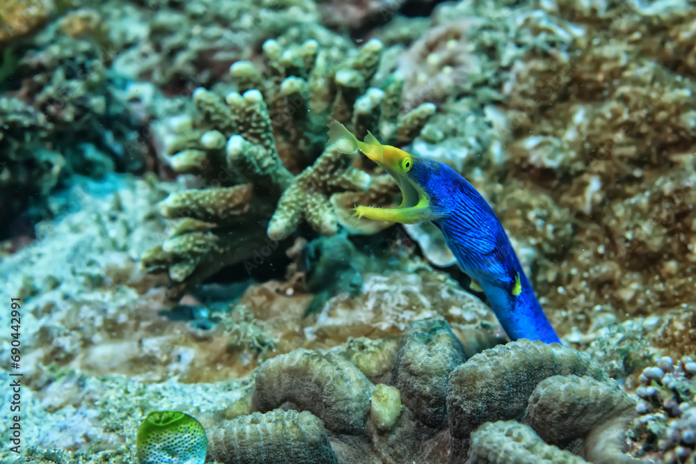 Fototapeta premium ribbon moray eel fish reef tropical sea background