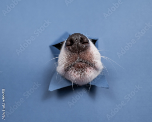 Leinwand Poster Jack Russell Terrier dog nose sticking out of torn paper blue background