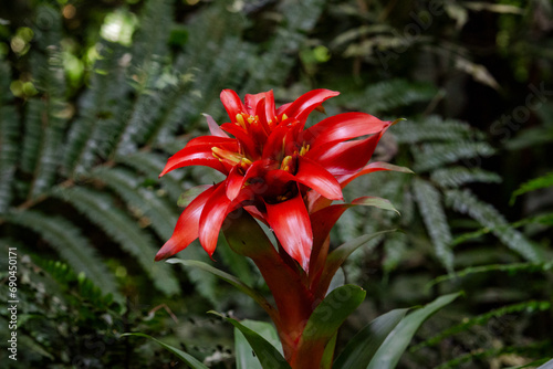 Bromélia (Guzmania lingulata) photo