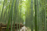 京都嵐山-竹林の小径-