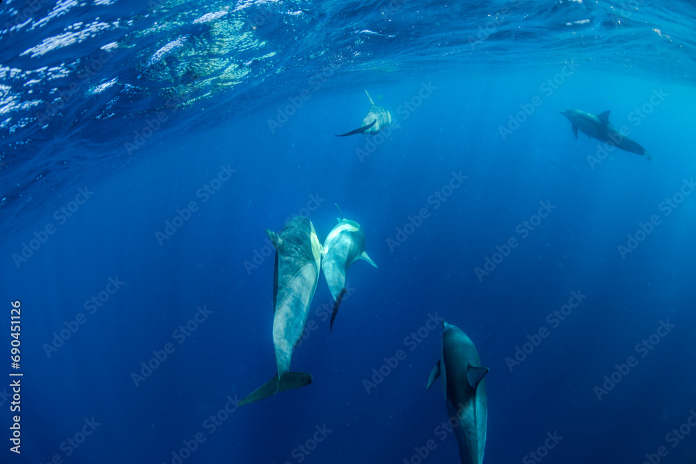 Underwater photo of wild dolphins, Australia