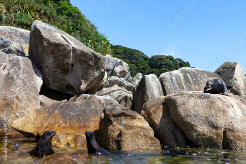 Fur Seals Sun-Baking At Abel Tasman National Park, South Island, New Zealand