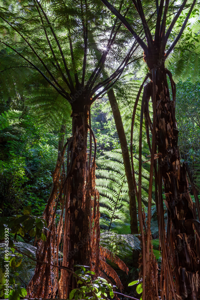 Rough Tree Fern/Dicksonia Squarrosa, The New Zealand Tree Fern - Abel Tasman National Park, South Island, New Zealand Rough Tree Fern/Dicksonia Squarrosa, The New Zealand Tree Fern - Abel Tasman National Park, South Island, New Zealand