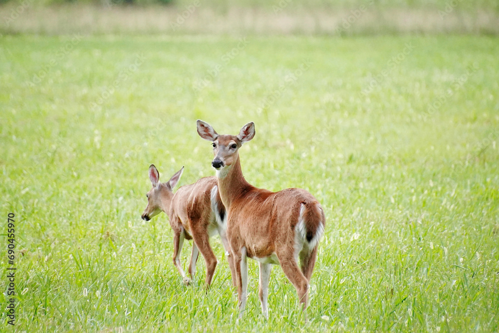 White tailed deers in Great Smoky Mountains National Park. Wildlife watching. large deers with antlers/horns. White tailed deers in Great Smoky Mountains National Park. Wildlife watching. large deers with antlers/horns.