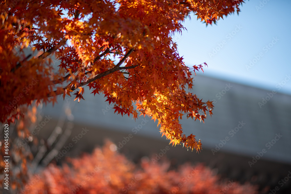 Red leaves foliage in Japan during the Momiji autumn season Red leaves foliage in Japan during the Momiji autumn season