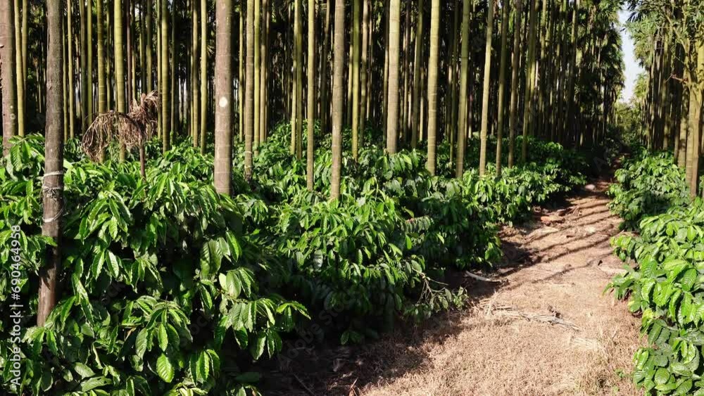coffee tree farm with areca nut palm 
