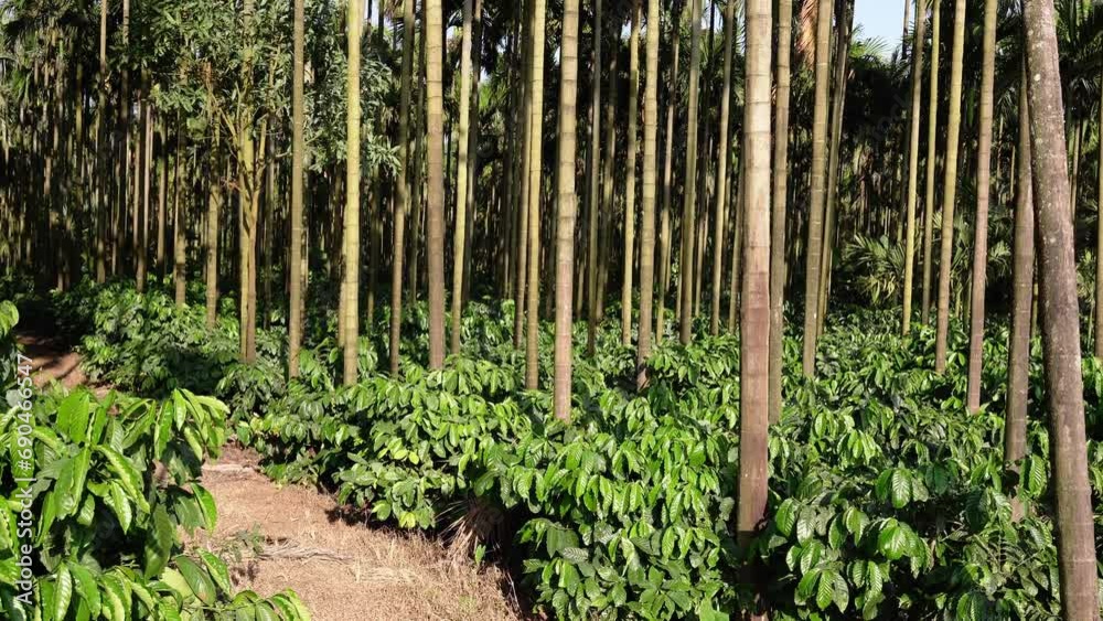 coffee tree farm with areca nut palm 