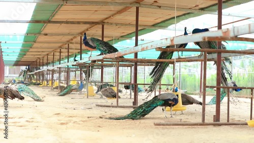 Wallpaper Mural Peacocks in farms, North China Torontodigital.ca