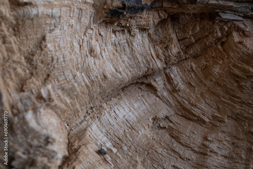 corteza de madera talada irregular photo