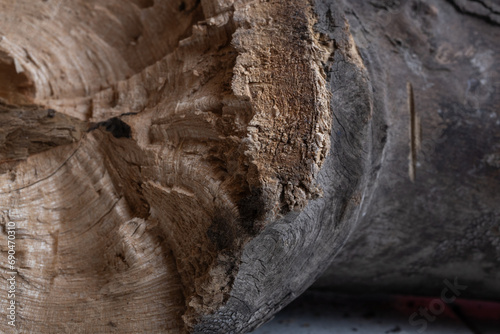 tronco de árbol cortado con textura áspera