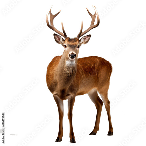 a stag with a transparent background - PNG file - created using AI