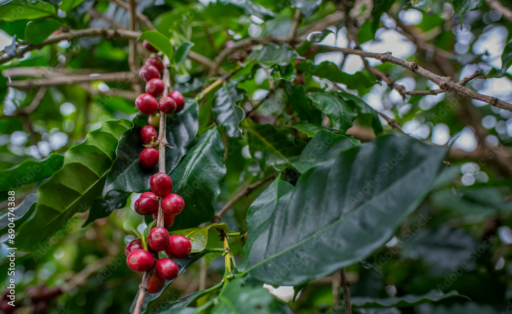 Coffee farm harvest coffee bean ripe berries plant fresh seed or bean coffee tree growth in green organic farm. Close up hands harvest ripe coffee seed robusta and arabica berry harvesting business. Coffee farm harvest coffee bean ripe berries plant fresh seed or bean coffee tree growth in green organic farm. Close up hands harvest ripe coffee seed robusta and arabica berry harvesting business.